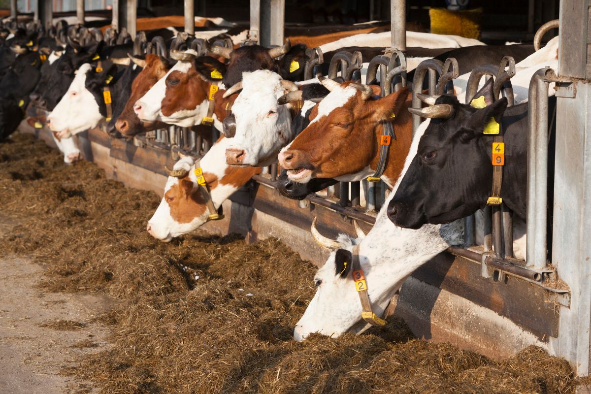 Dairy farms
